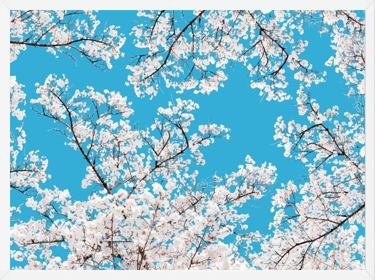 Cuadro White Blossom