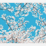 Cuadro White Blossom
