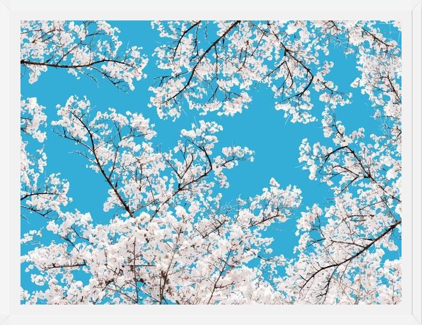 Cuadro White Blossom