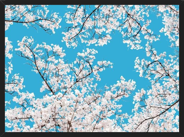 Cuadro White Blossom