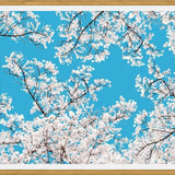 Cuadro White Blossom