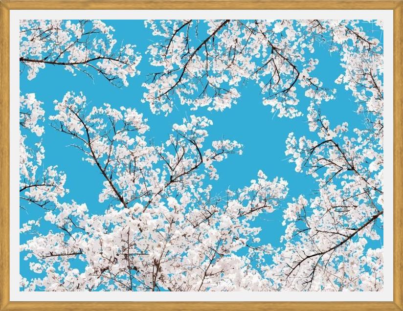 Cuadro White Blossom
