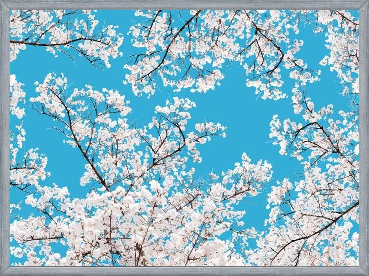 Cuadro White Blossom