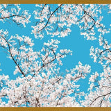 Cuadro White Blossom