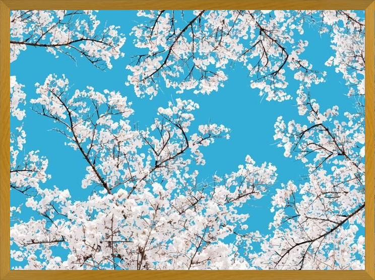 Cuadro White Blossom