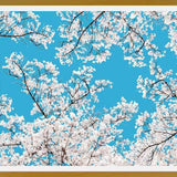 Cuadro White Blossom