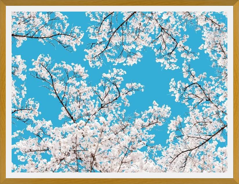 Cuadro White Blossom