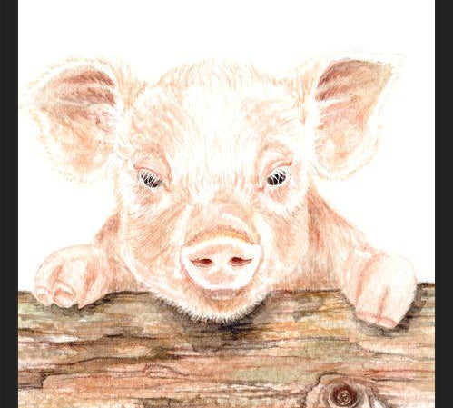 Cuadro cerdito