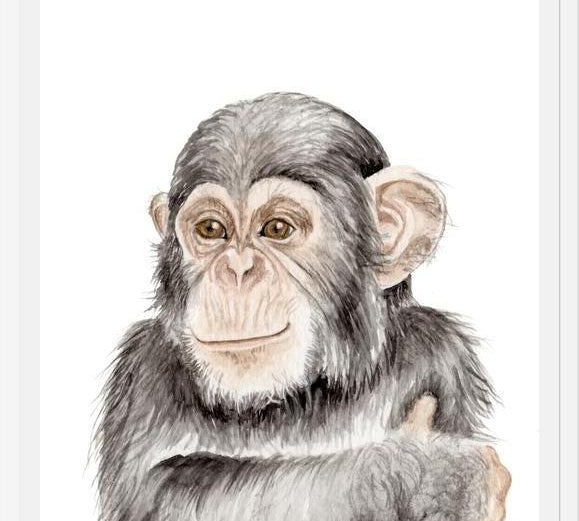 Cuadro Chimpancé
