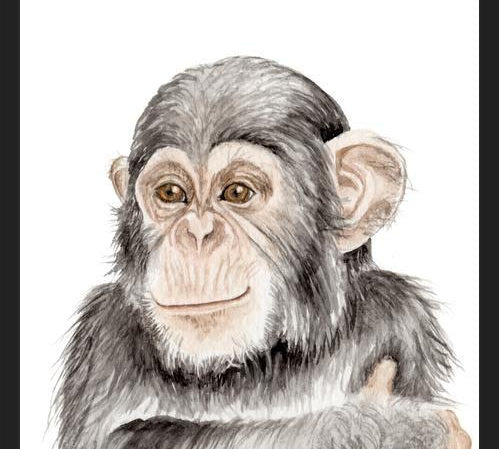 Cuadro Chimpancé