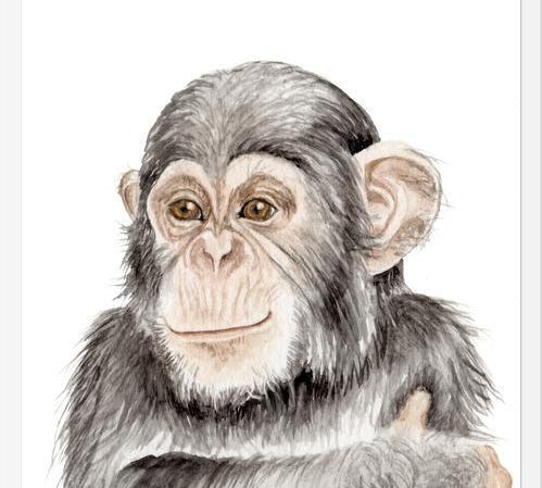 Cuadro Chimpancé