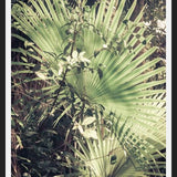 Cuadro Greenery III