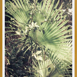 Cuadro Greenery III