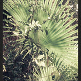 Cuadro Greenery III