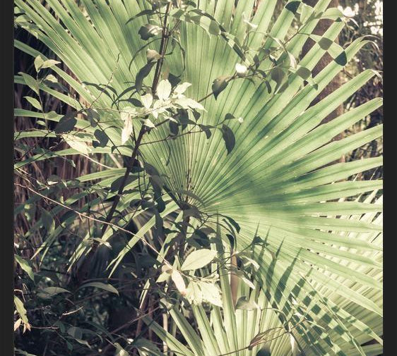 Cuadro Greenery III
