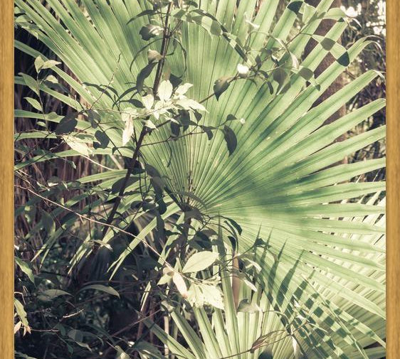 Cuadro Greenery III