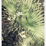 Cuadro Greenery III