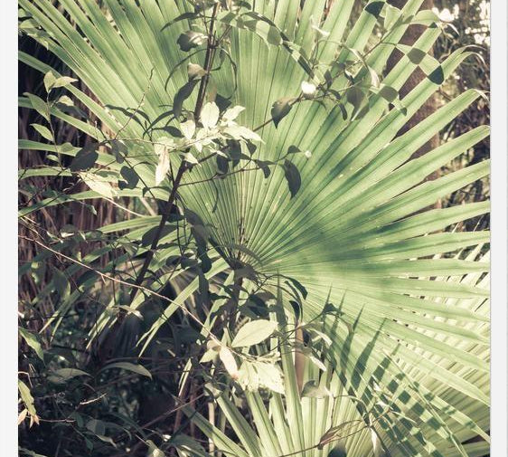 Cuadro Greenery III