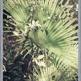 Cuadro Greenery III