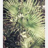 Cuadro Greenery III