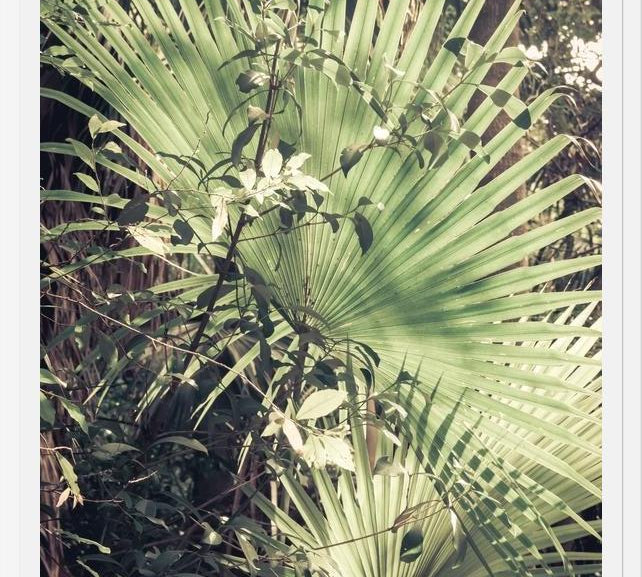 Cuadro Greenery III