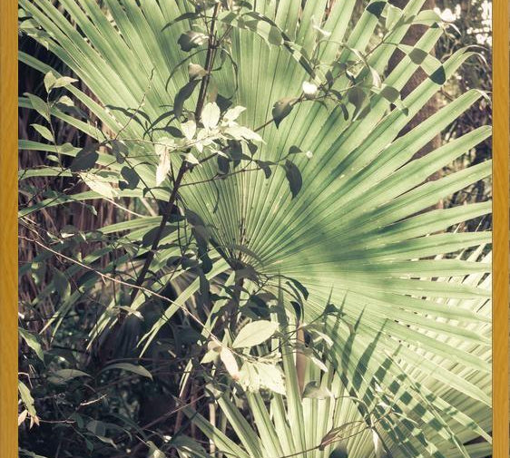 Cuadro Greenery III