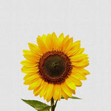 Canvas Sunflower Still Life