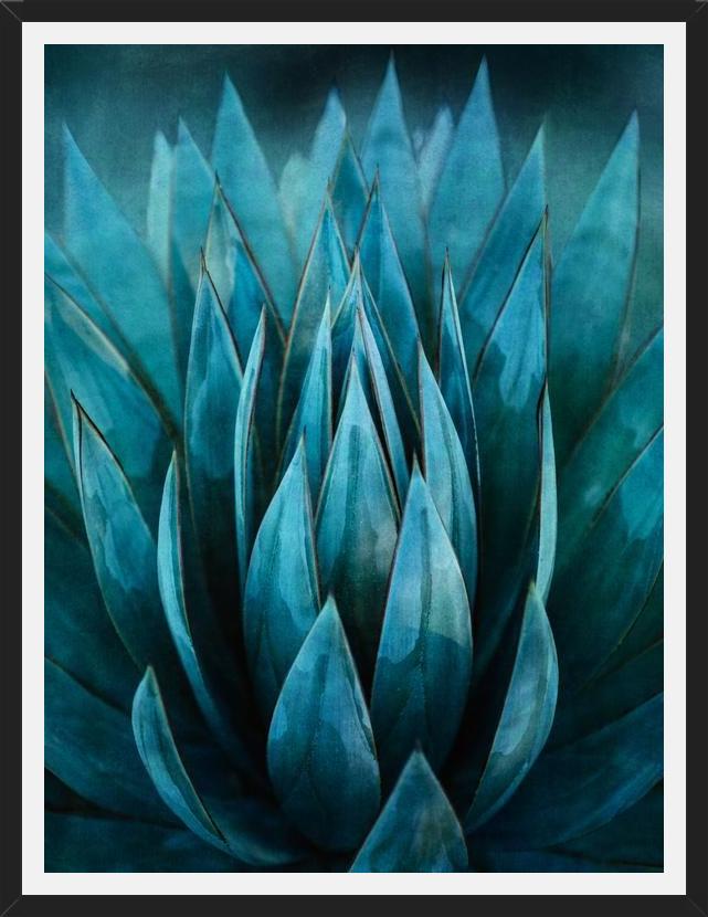 Cuadro Blue Succulent