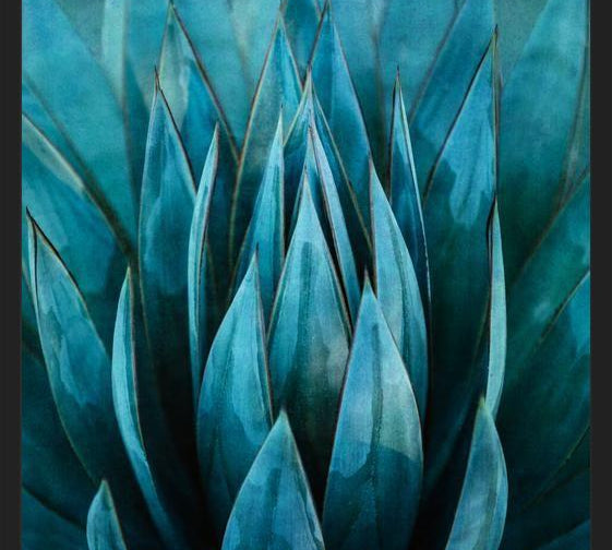 Cuadro Blue Succulent