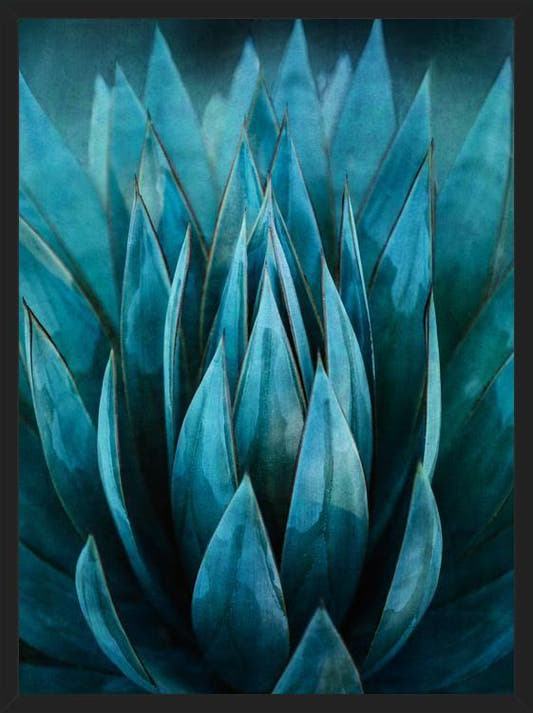 Cuadro Blue Succulent