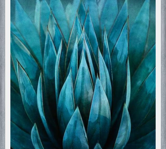 Cuadro Blue Succulent