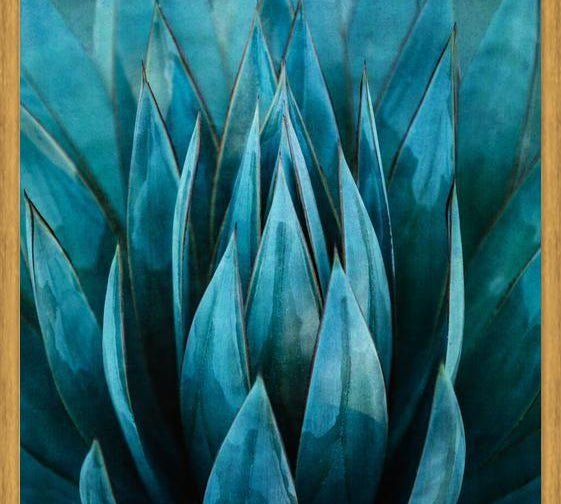 Cuadro Blue Succulent
