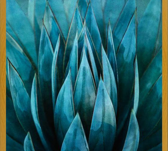Cuadro Blue Succulent
