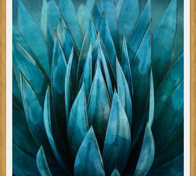 Cuadro Blue Succulent