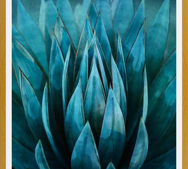 Cuadro Blue Succulent