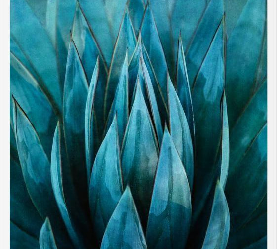 Cuadro Blue Succulent