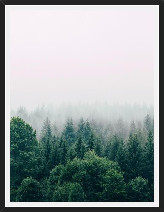 Cuadro The Fog And The Forest I