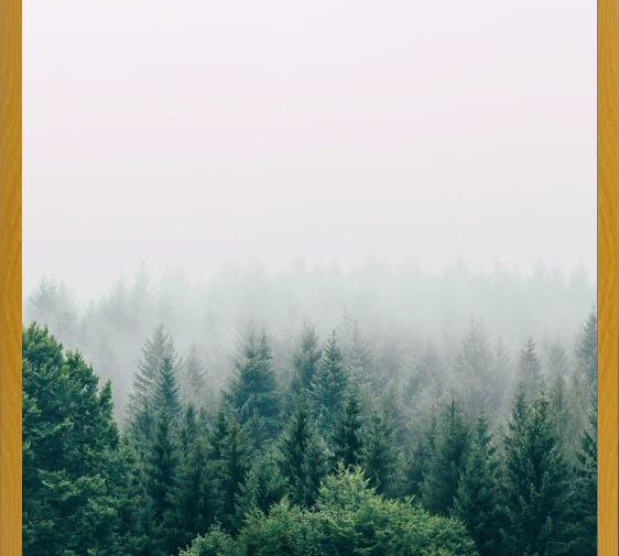 Cuadro The Fog And The Forest I