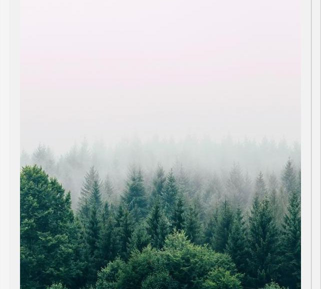 Cuadro The Fog And The Forest I