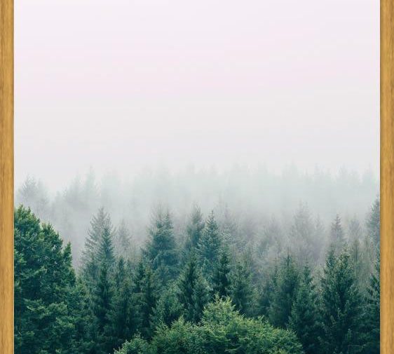 Cuadro The Fog And The Forest I