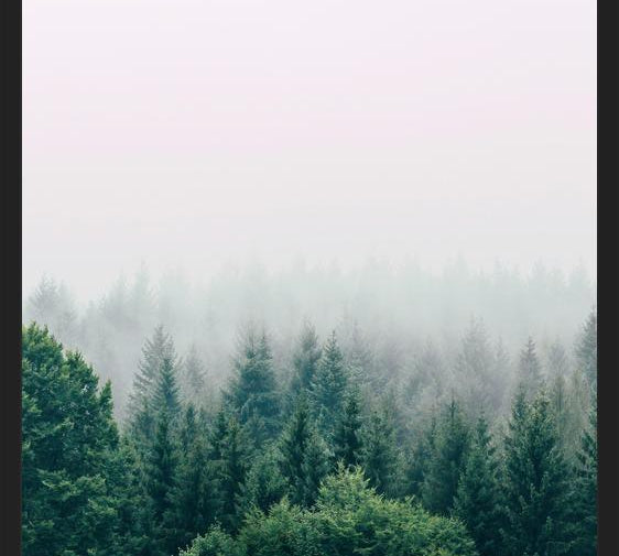 Cuadro The Fog And The Forest I