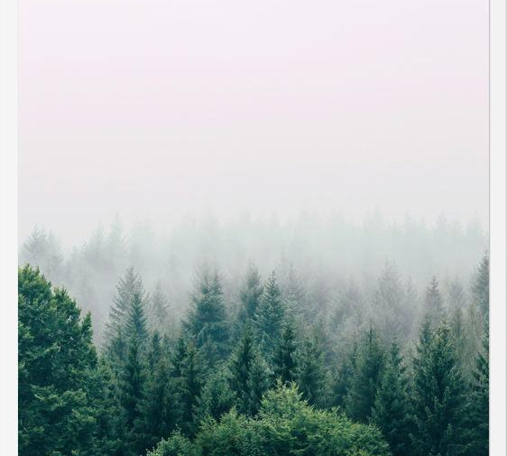 Cuadro The Fog And The Forest I