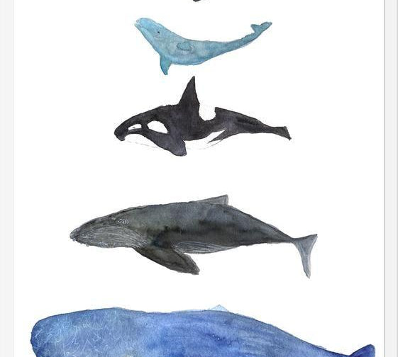 Cuadro Ballenas