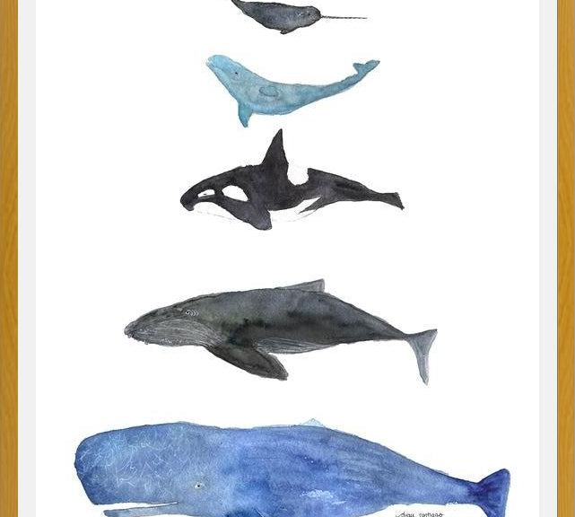 Cuadro Ballenas