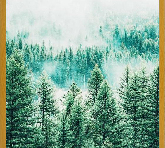 Cuadro Forest and Fog