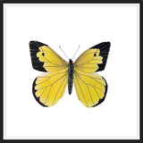 Cuadro Mariposa amarilla Boliviana