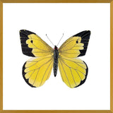 Cuadro Mariposa amarilla Boliviana