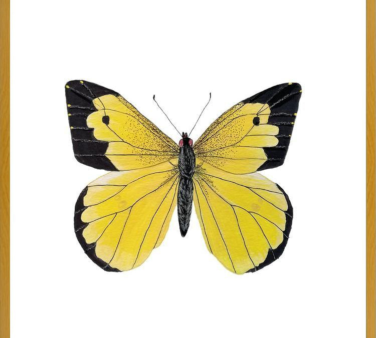 Cuadro Mariposa amarilla Boliviana