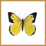 Cuadro Mariposa amarilla Boliviana