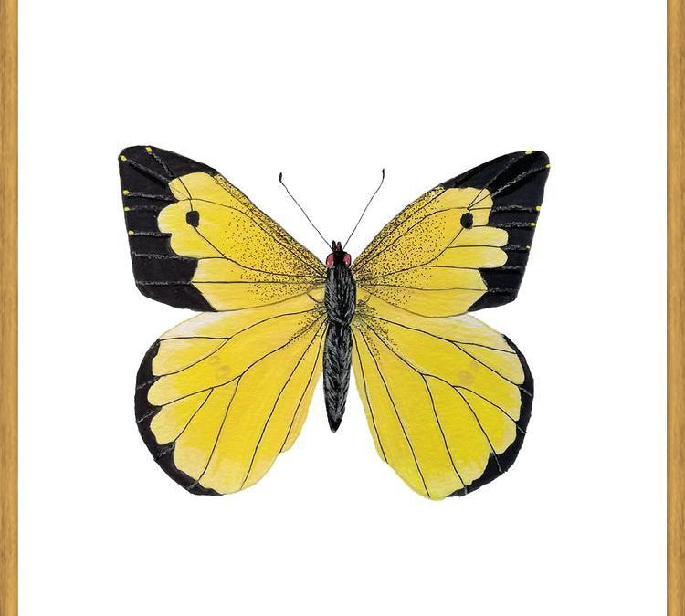 Cuadro Mariposa amarilla Boliviana
